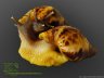 Achatina reticulata - 